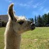 fabulousllamas